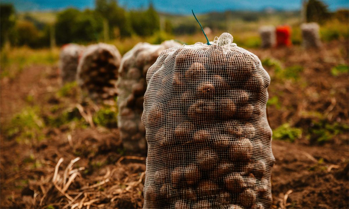 Large bags of potatoes lined up in a field